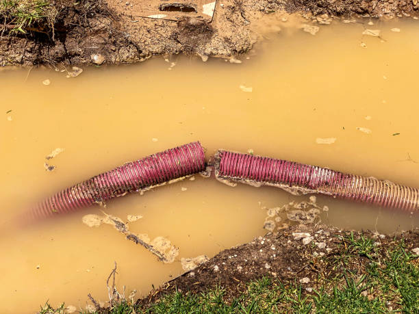Best Mold removal after water damage  in North Bellport, NY